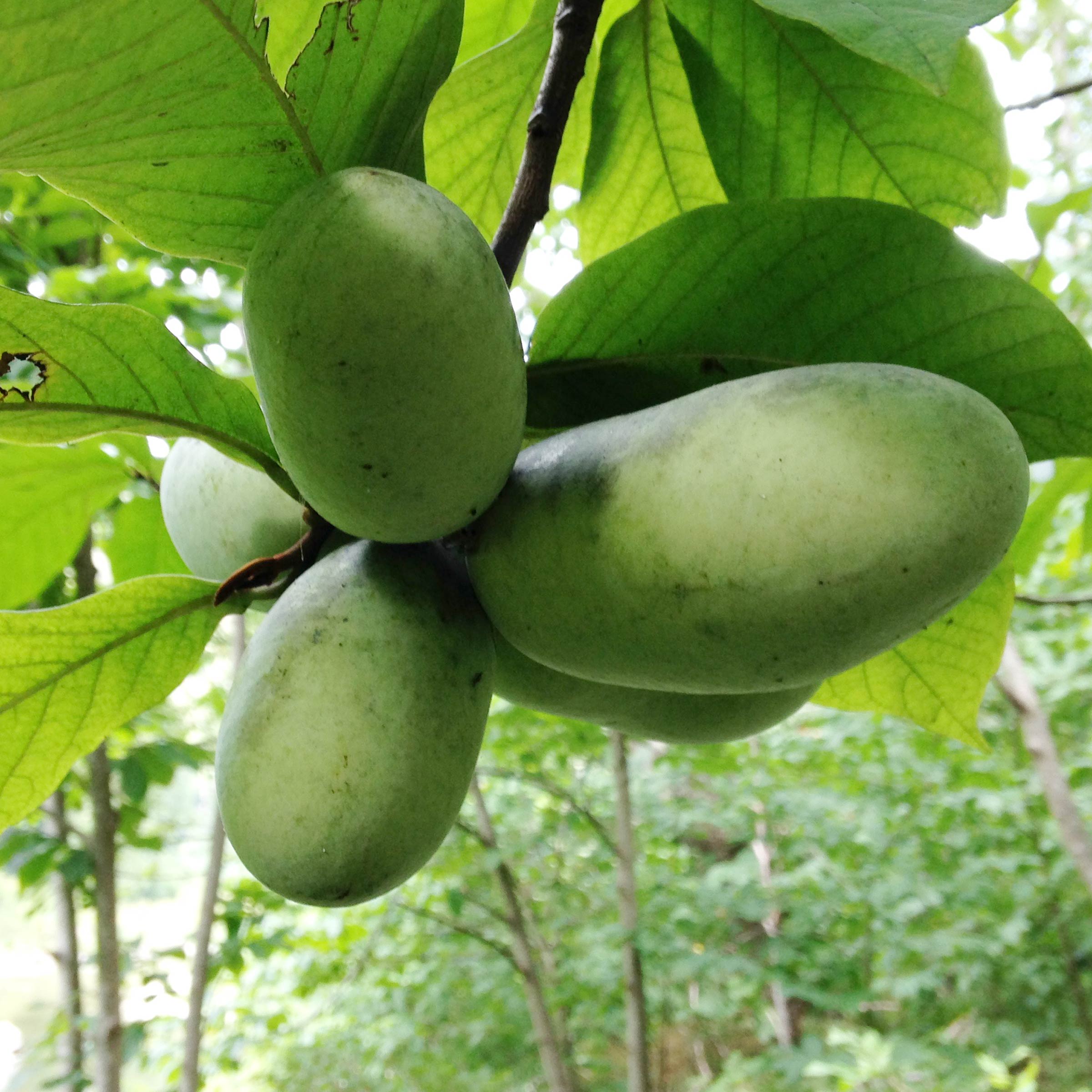 E67 Alexa Wagner &#8211; Paw Paw