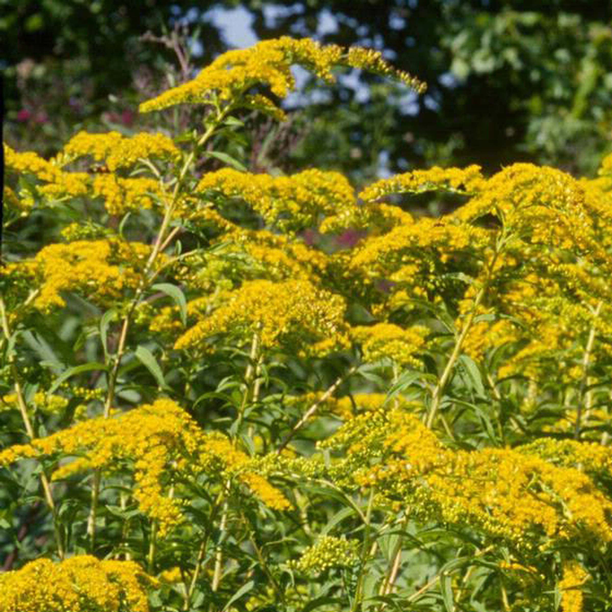 E65 Haley Lewis &#8211; Goldenrod