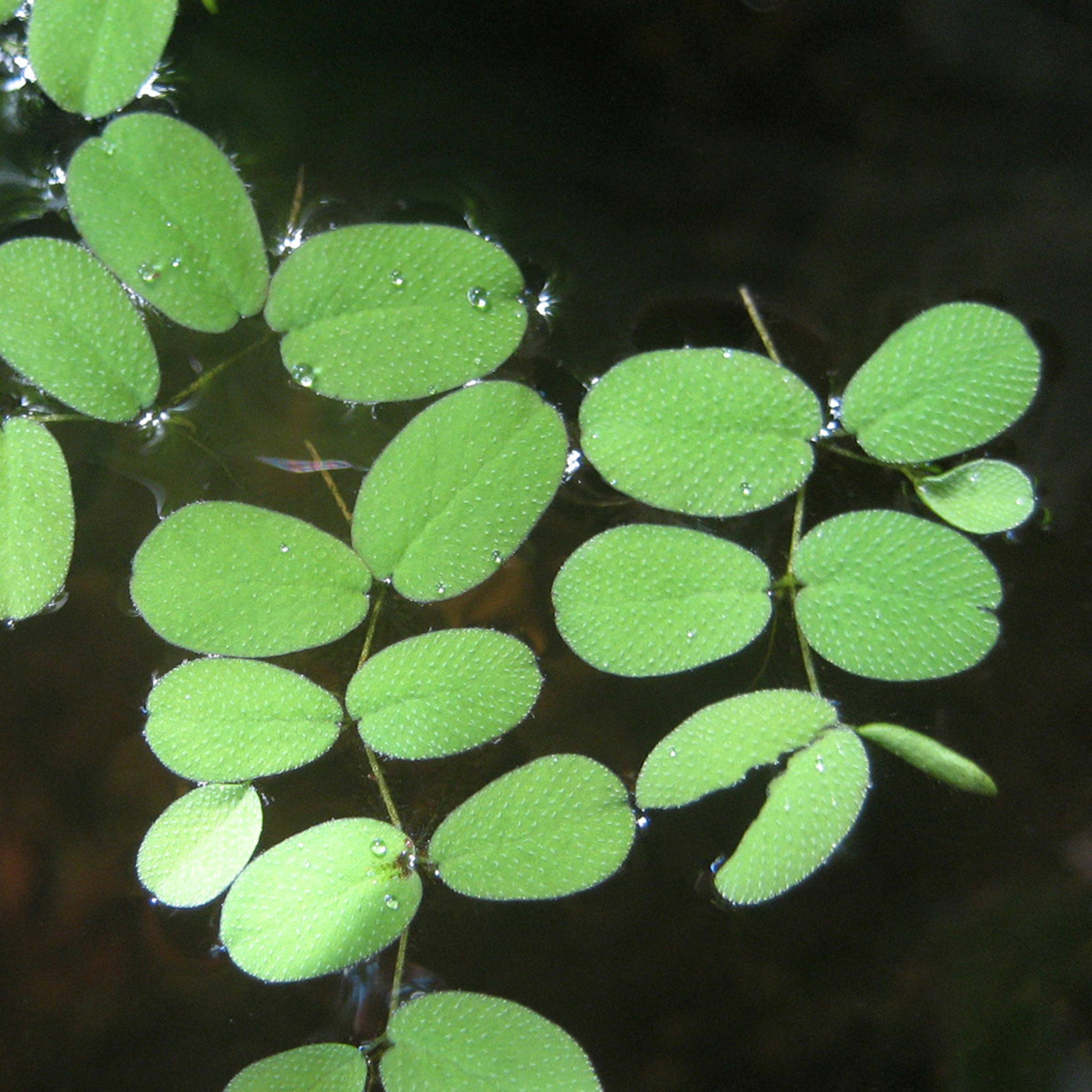 E63 Taylor Zallek &#8211; Salvinia