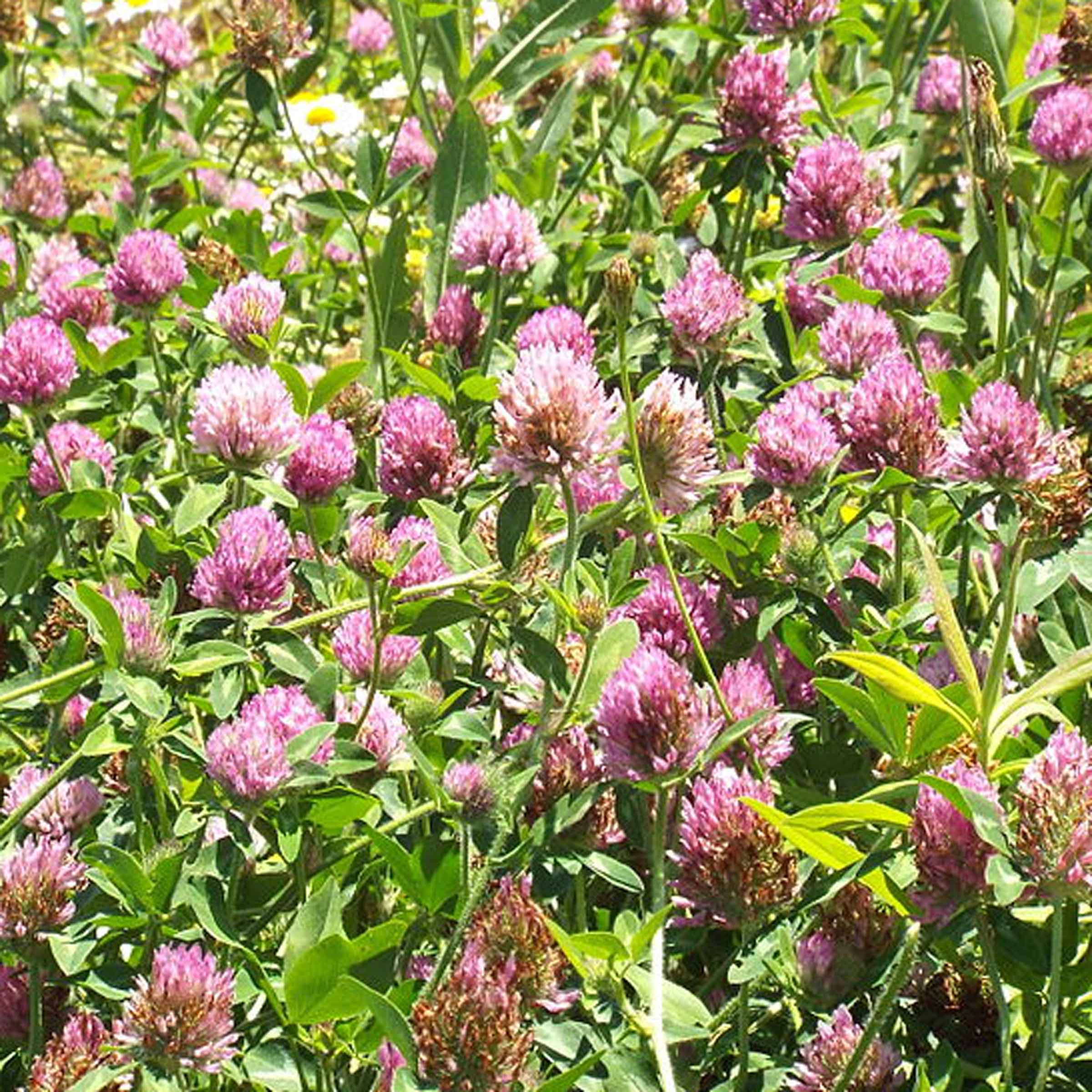 E58 Veronica Iriart &#8211; Red Clover
