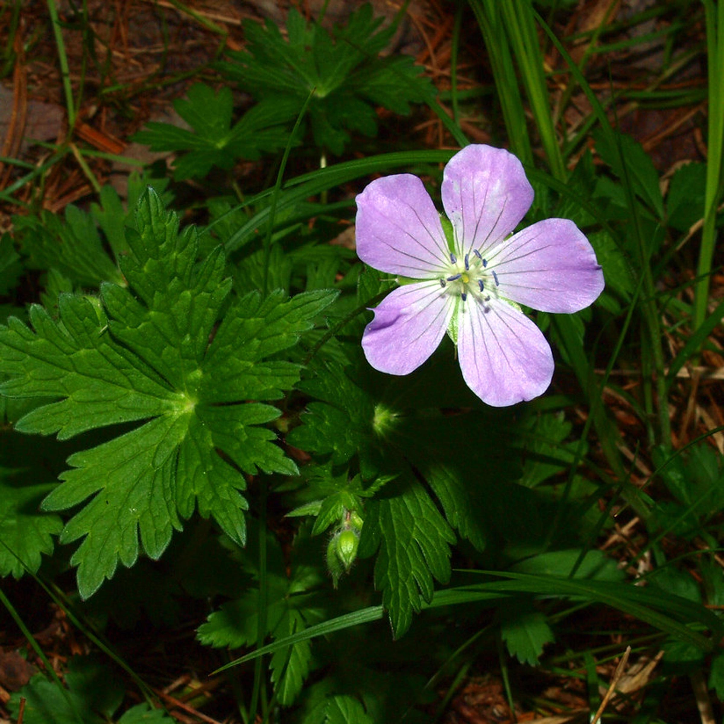 E57 Alexa Wagner – Wild Geranium