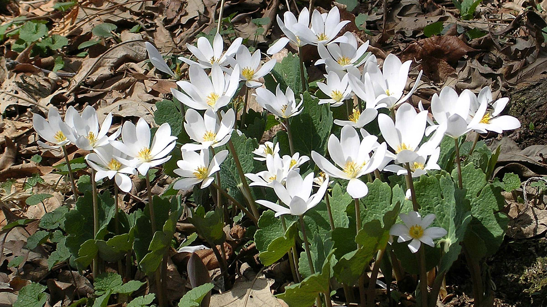 E53 Rachel Reeb &#8211; Bloodroot