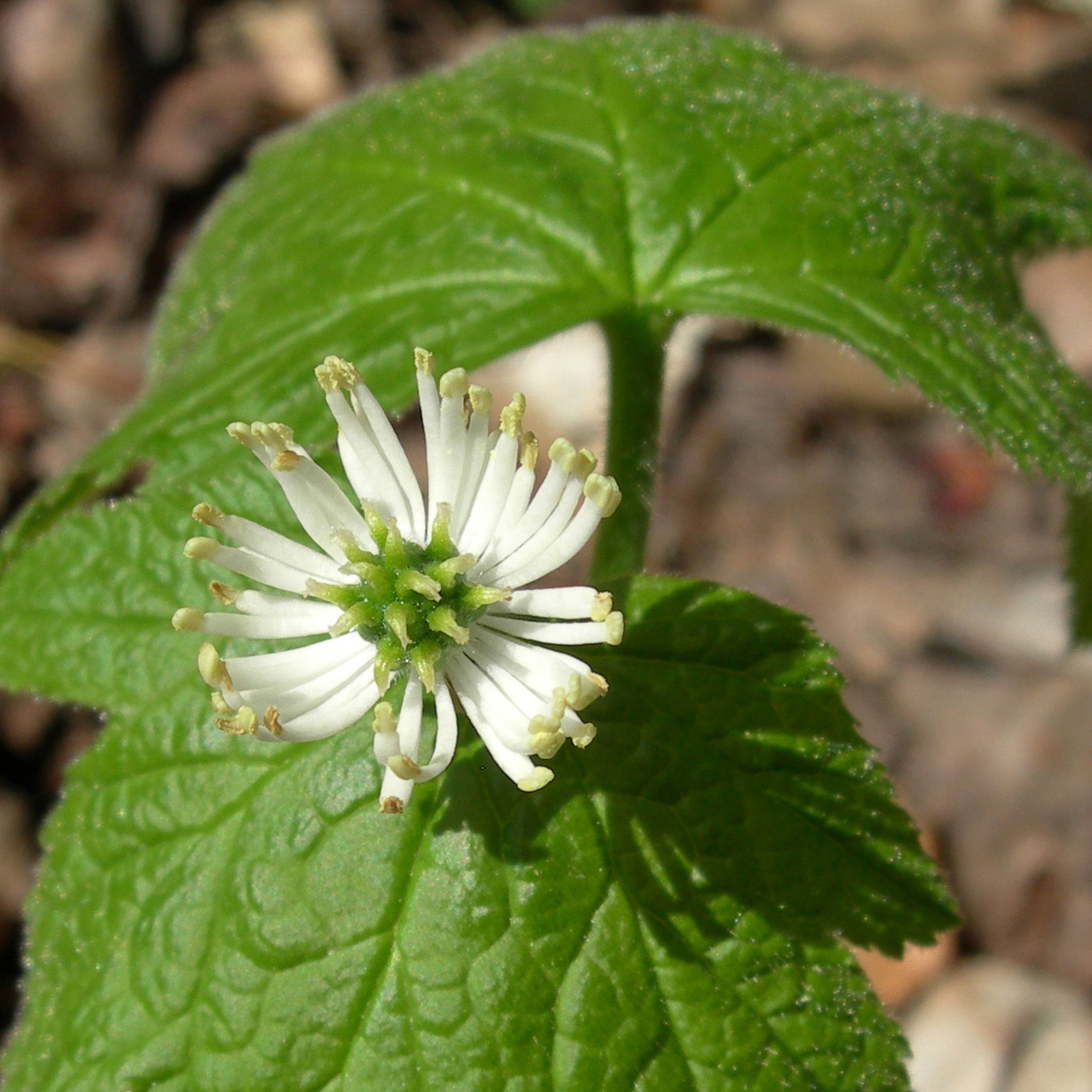 E75 Rich Hull, Goldenseal