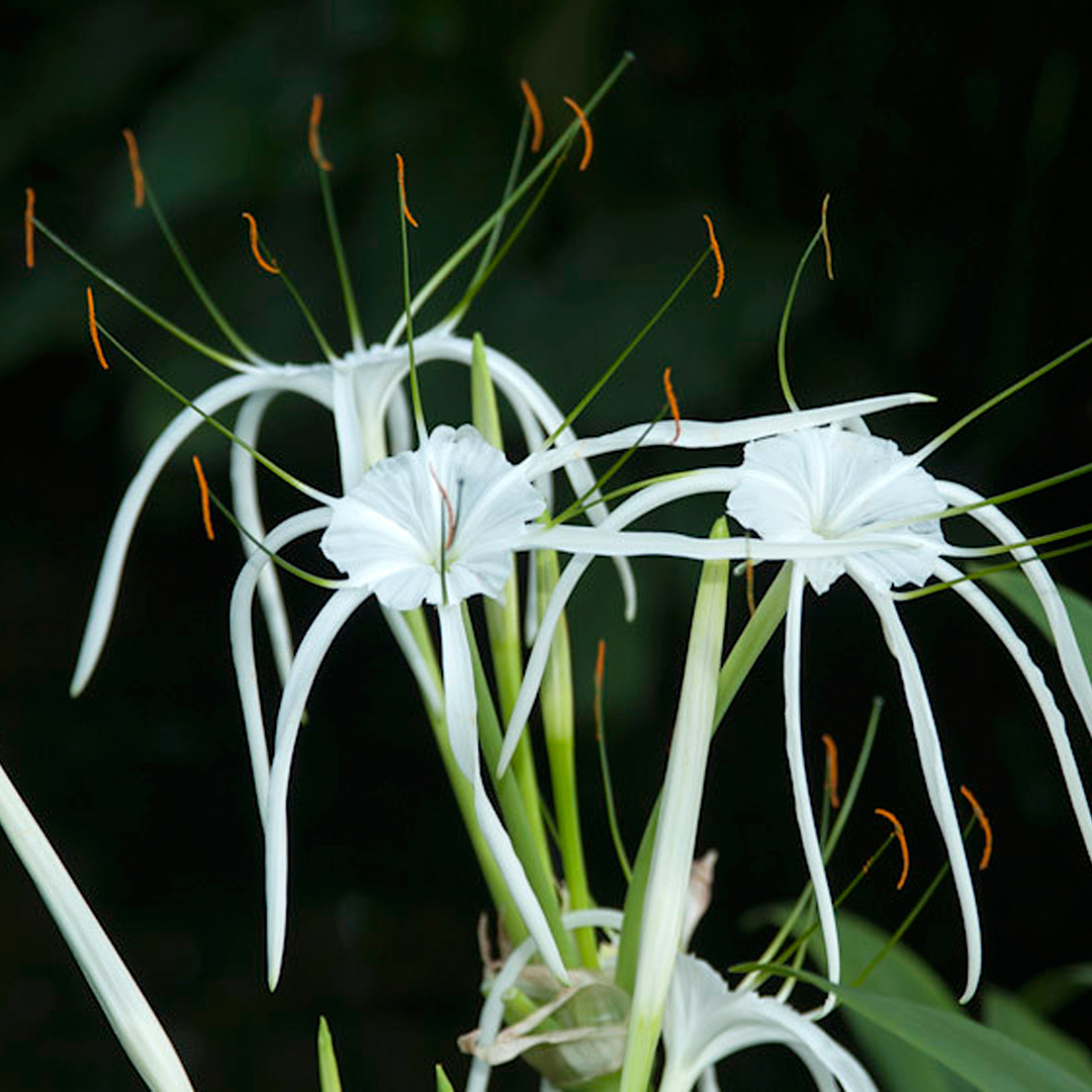 E76 Viviana Londoño-Lemos, Beach Spider Lily