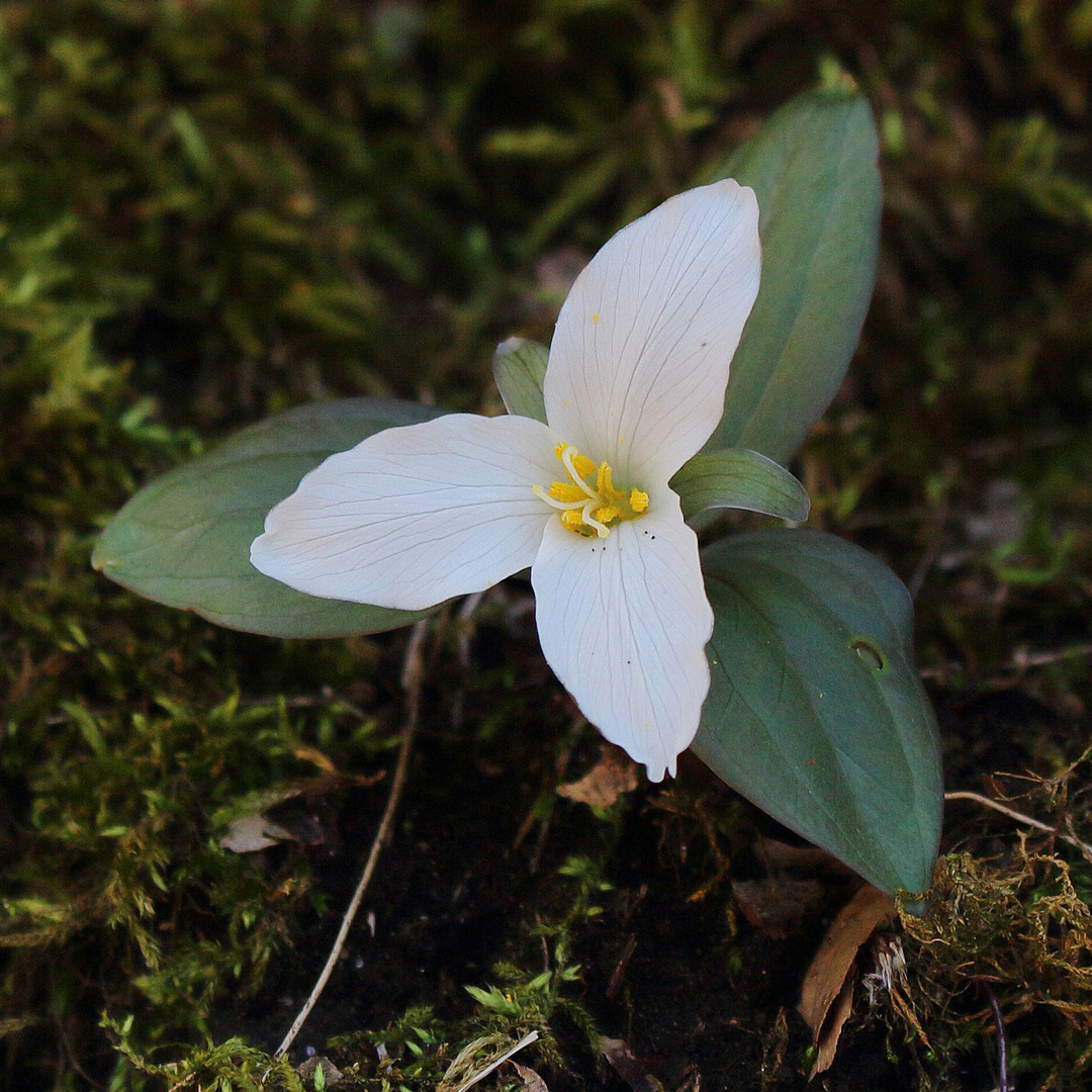 E77 Richard Hull, Snow Trillium