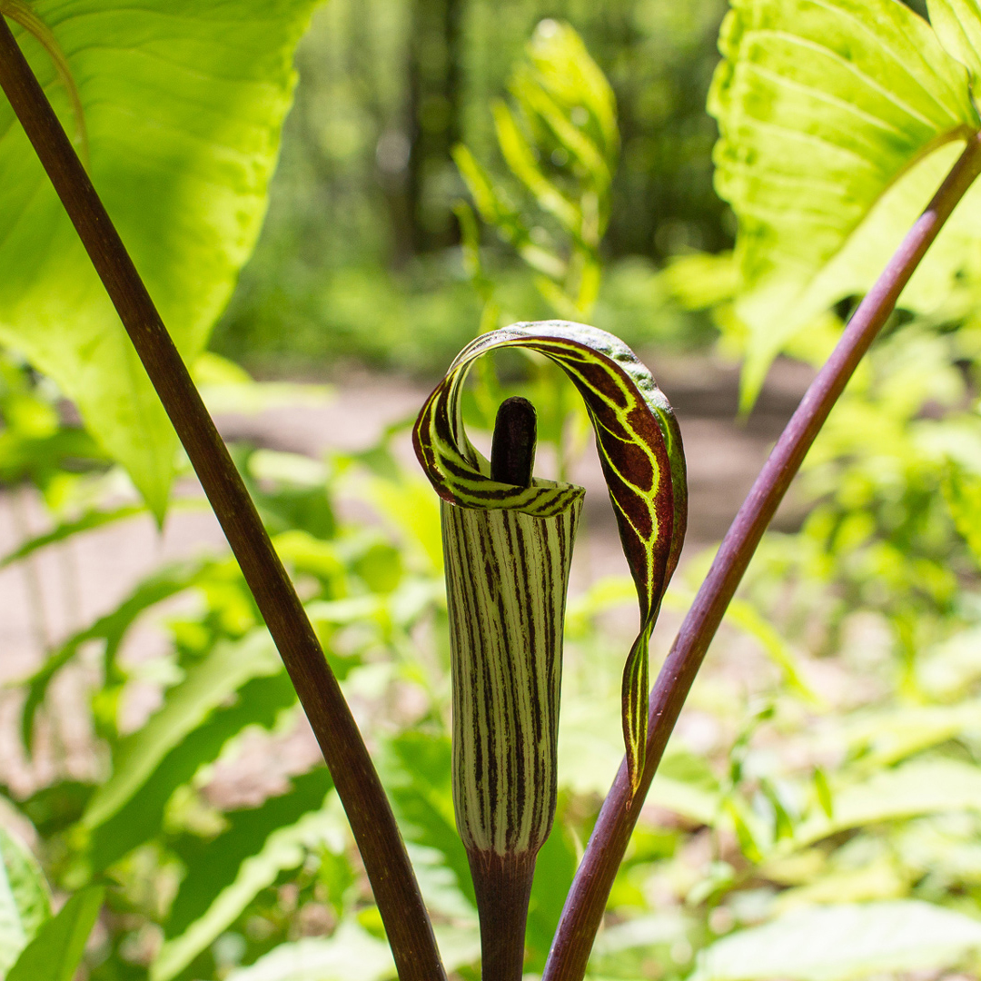 E78 Naomi Miller, Jack in the Pulpit
