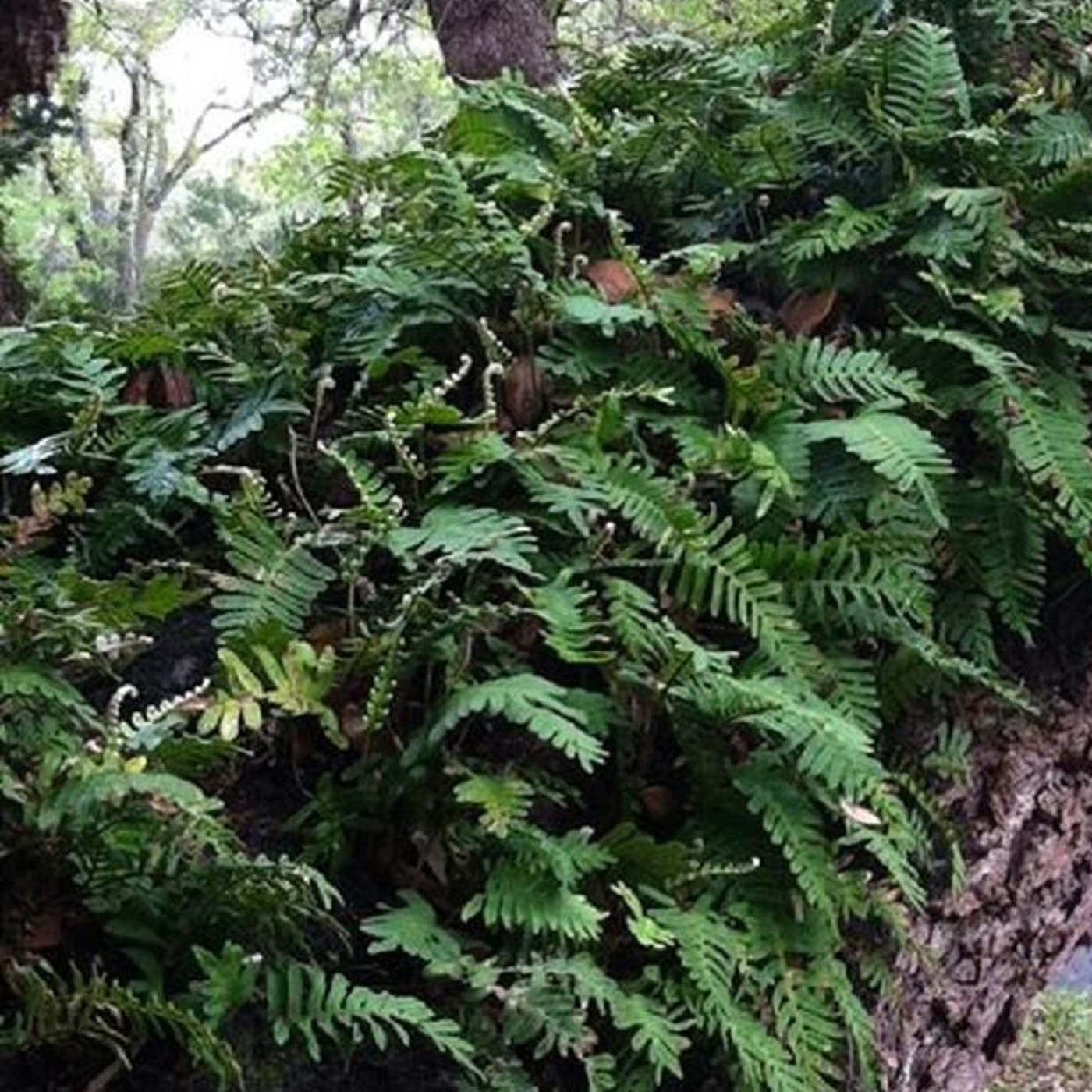 E79 Lydia Soifer, Resurrection Fern