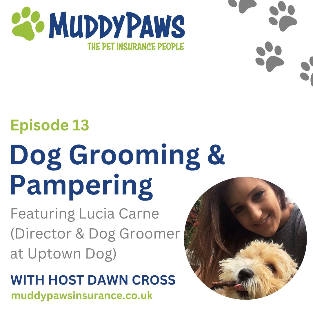 Dog Grooming & Pampering
