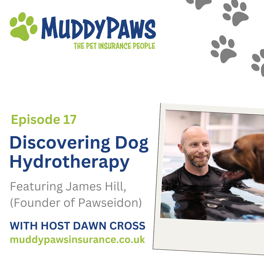 Discovering Dog Hydrotherapy