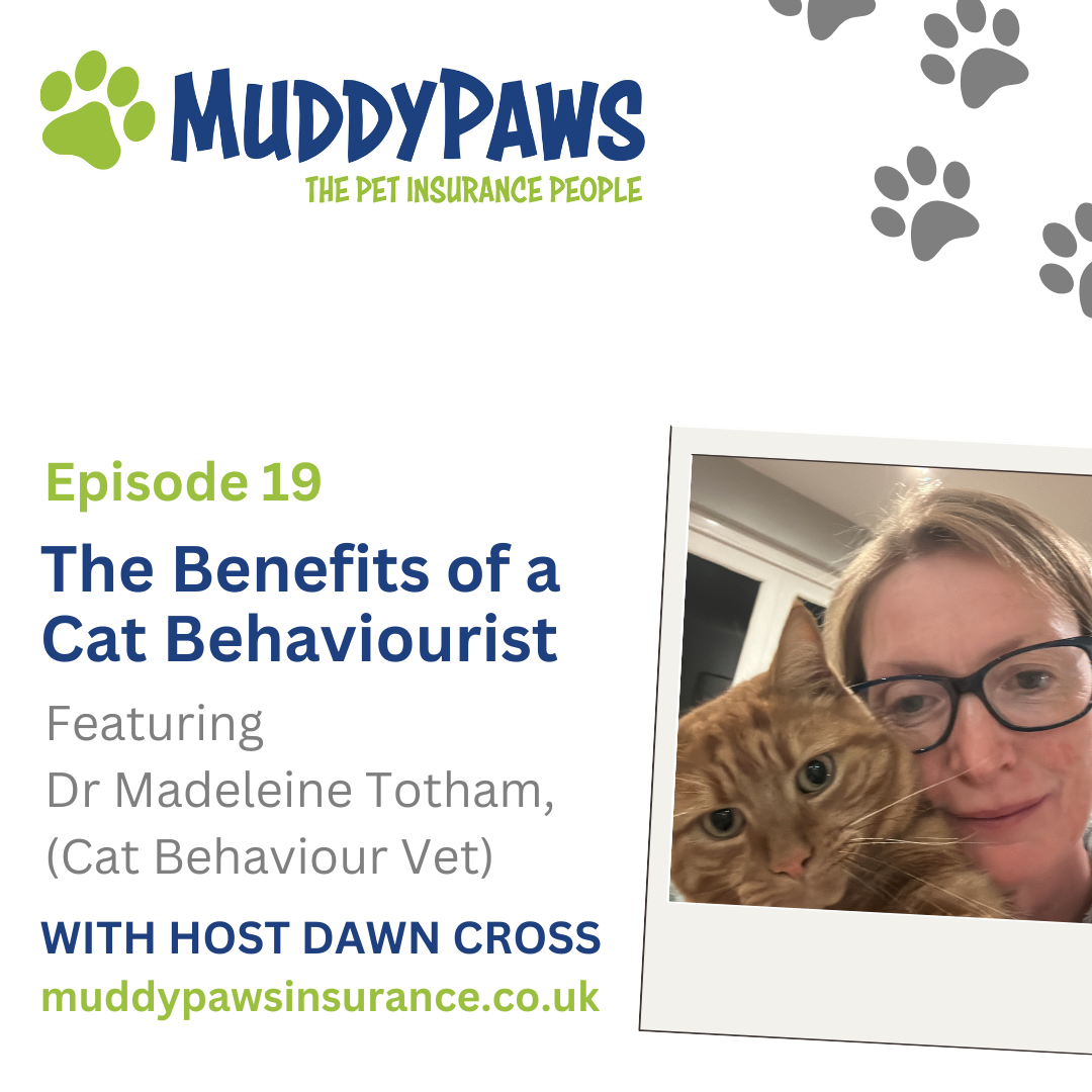 The Benefits of a Cat Behaviourist