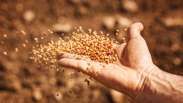 THE PARABLE OF THE SOWER