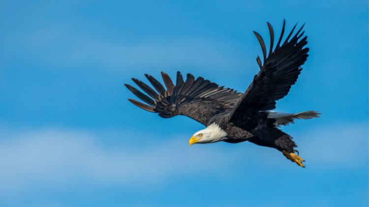 RUTH II (AWARDED HIS WINGS)