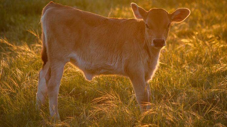 THE GOLDEN CALF