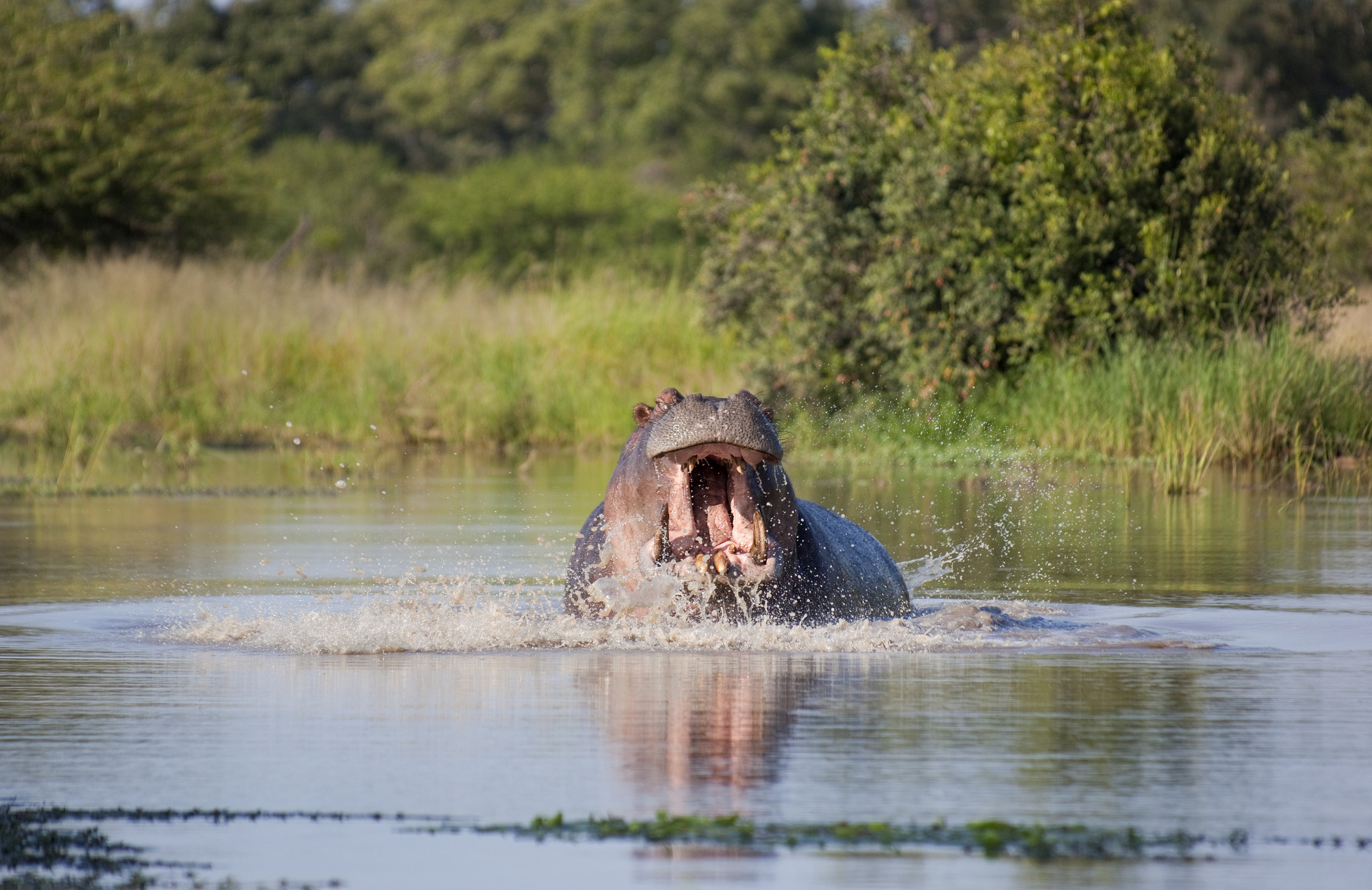 Hippo - 'Fresh Flowing Water' - 1min. of inspiration from God's creation