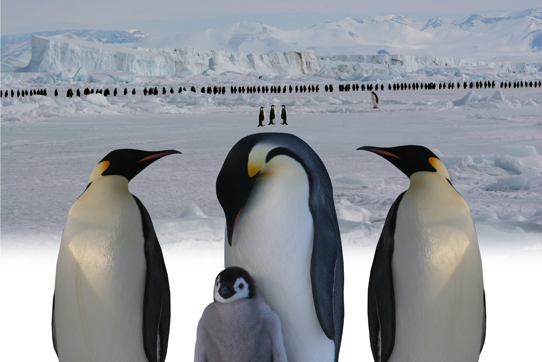 Emperor Penguin 'Extreme Huddles'