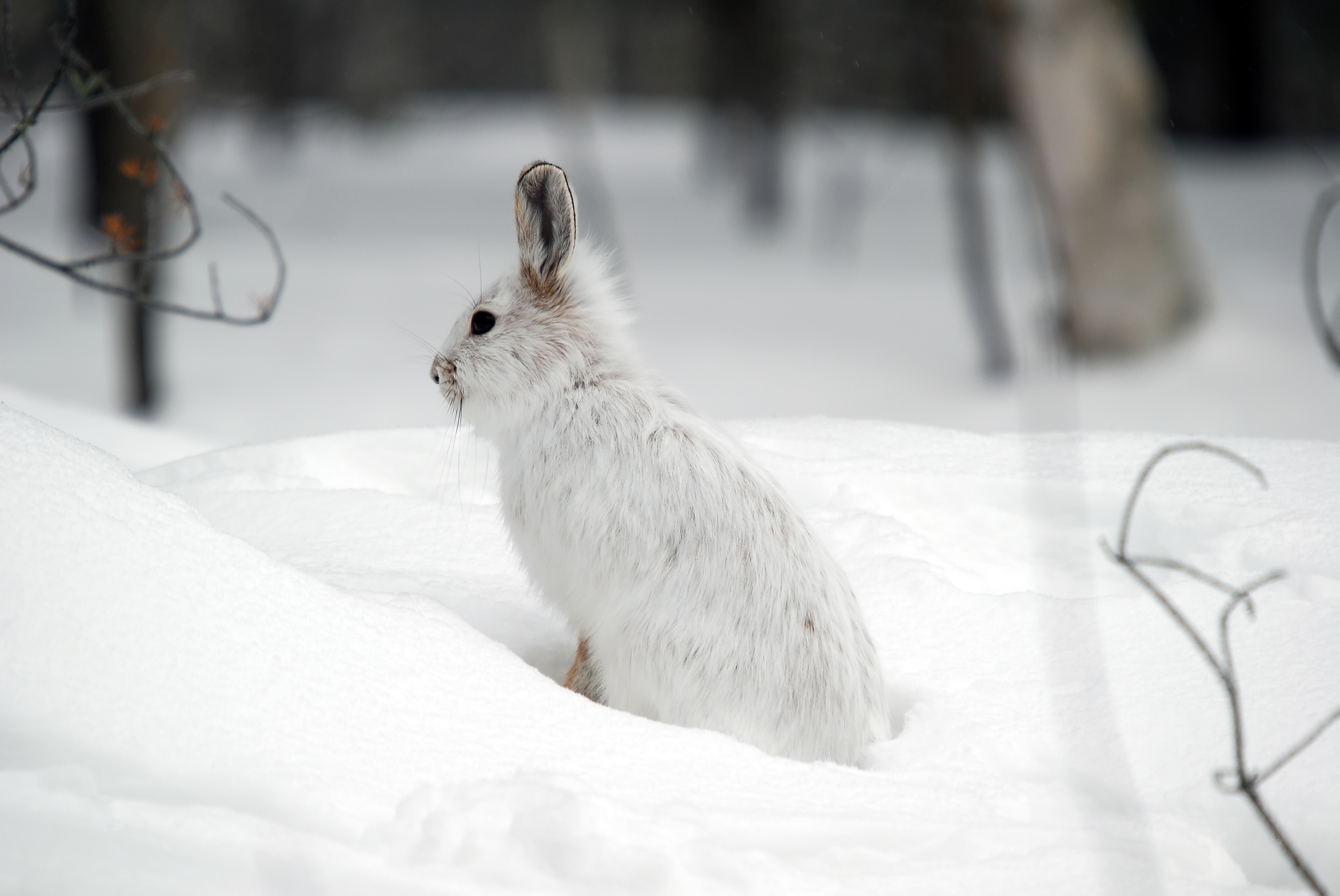"Being nourished together" - Snowshoe Hare