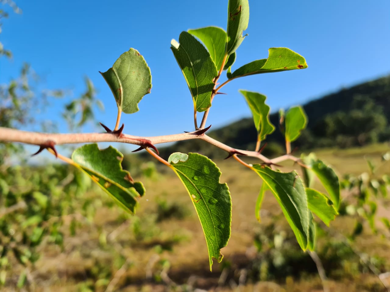 Tree of Life -  'Hook Thorn of Hope' - 1min. of inspiration from God's creation