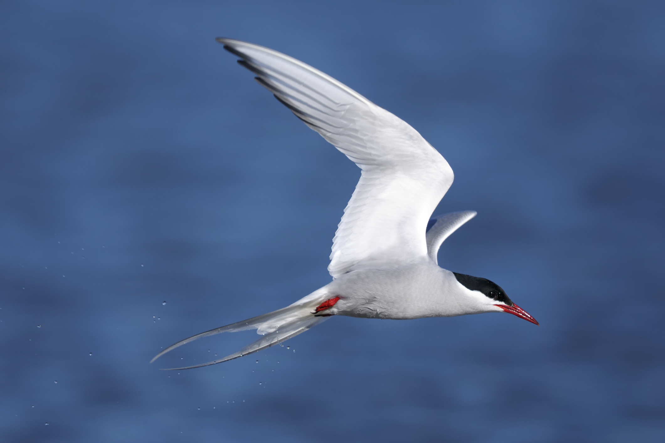 Arctic Tern - 'Taking a break' - 1min. of inspiration from God's creation