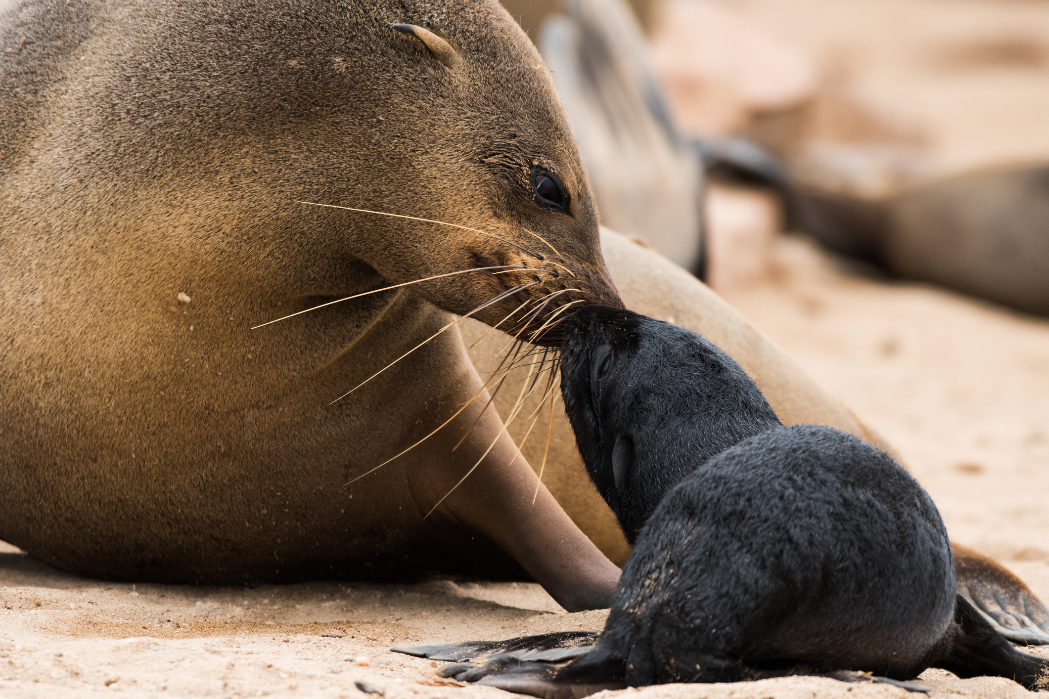 Cape Fur Seals -  'Calling out in the chaos' - 1min. of inspiration from God's creation