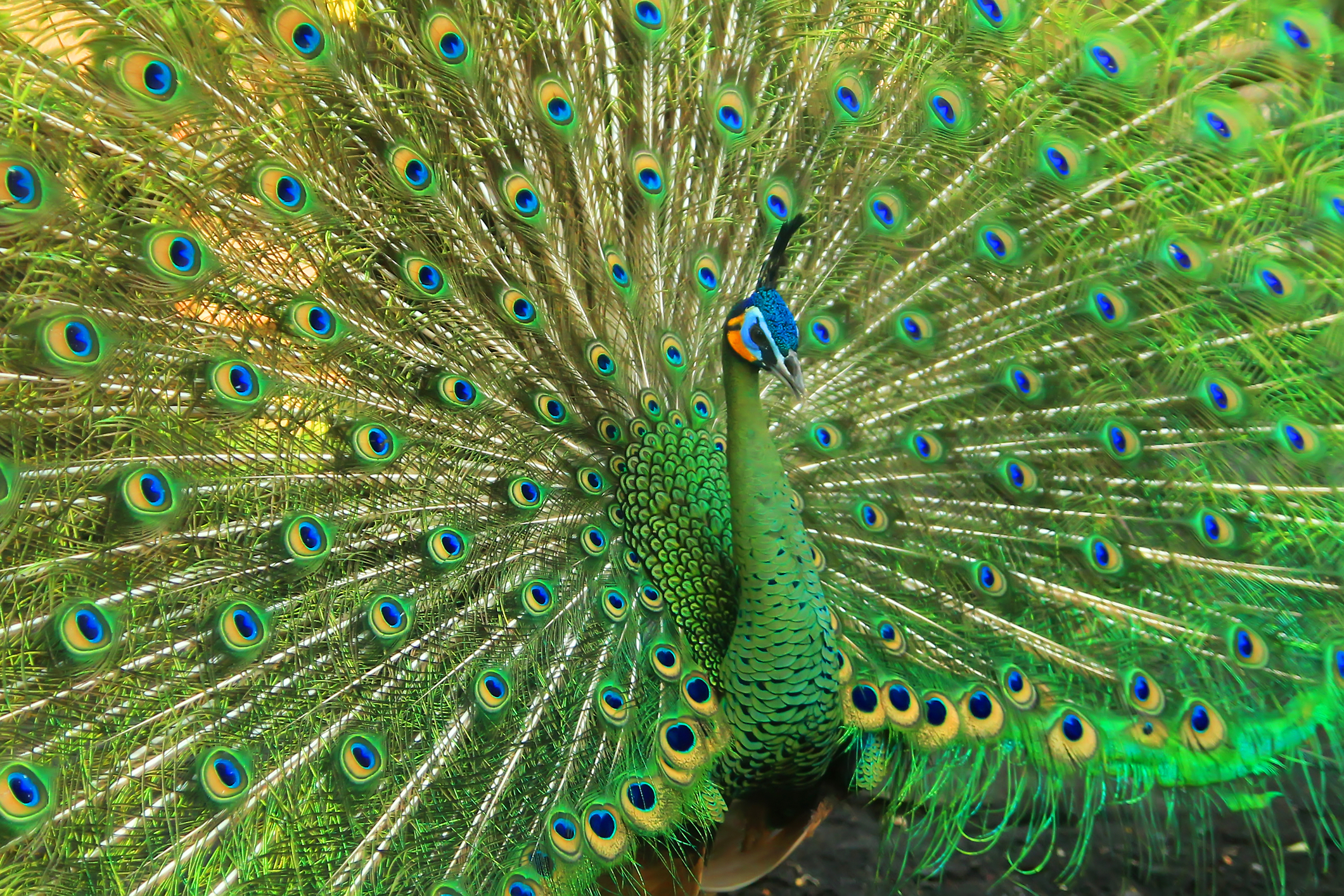 Green Peacock - 'From Royalty to Ordinary' - 1min. of inspiration from God's creation
