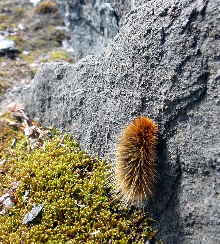 Arctic Woolly Bear Moth 'Waiting'  1min. of inspiration from God's creation