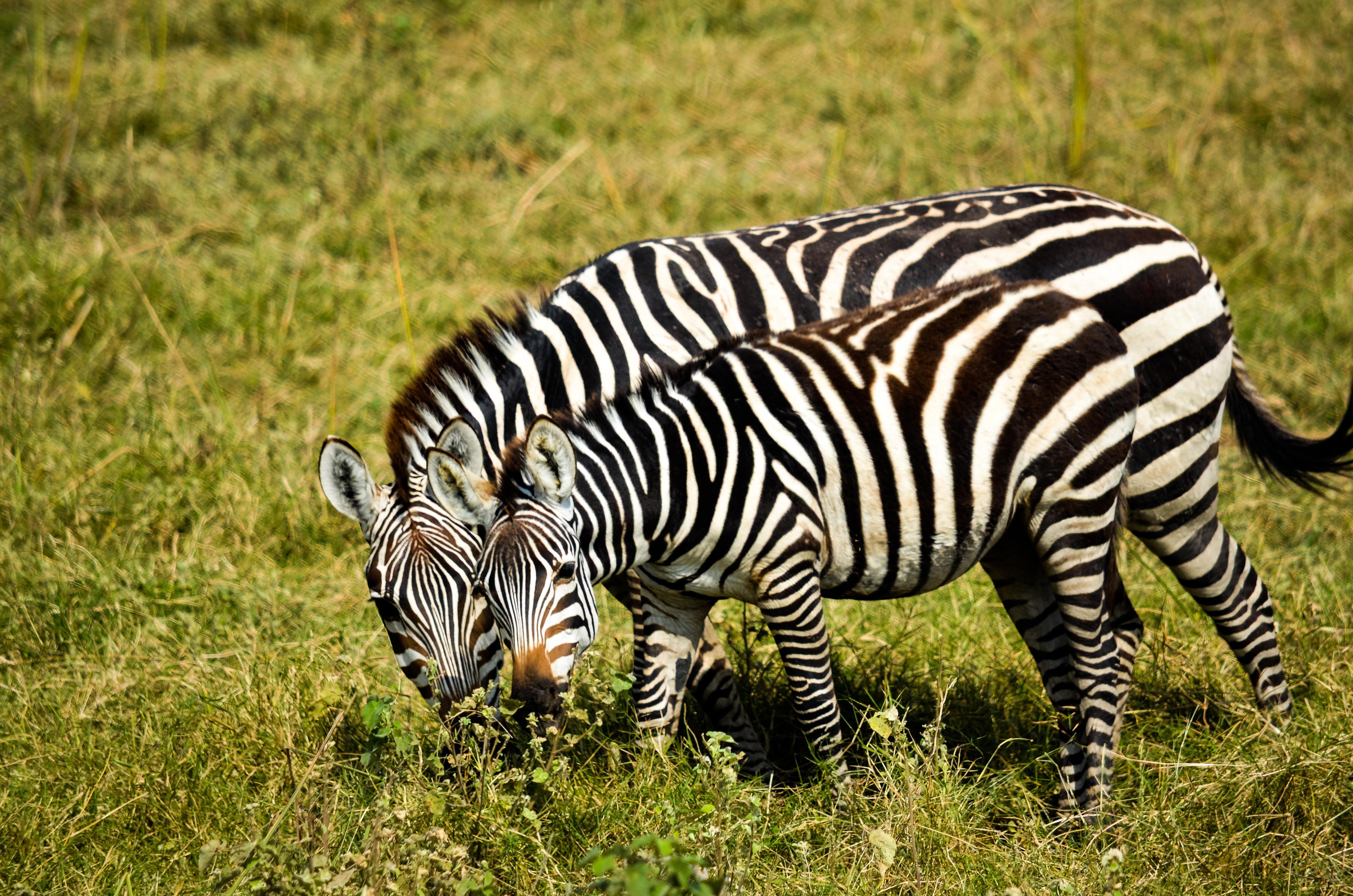Zebra - 'Imprinting on the Important' - 1min. of inspiration from God's creation