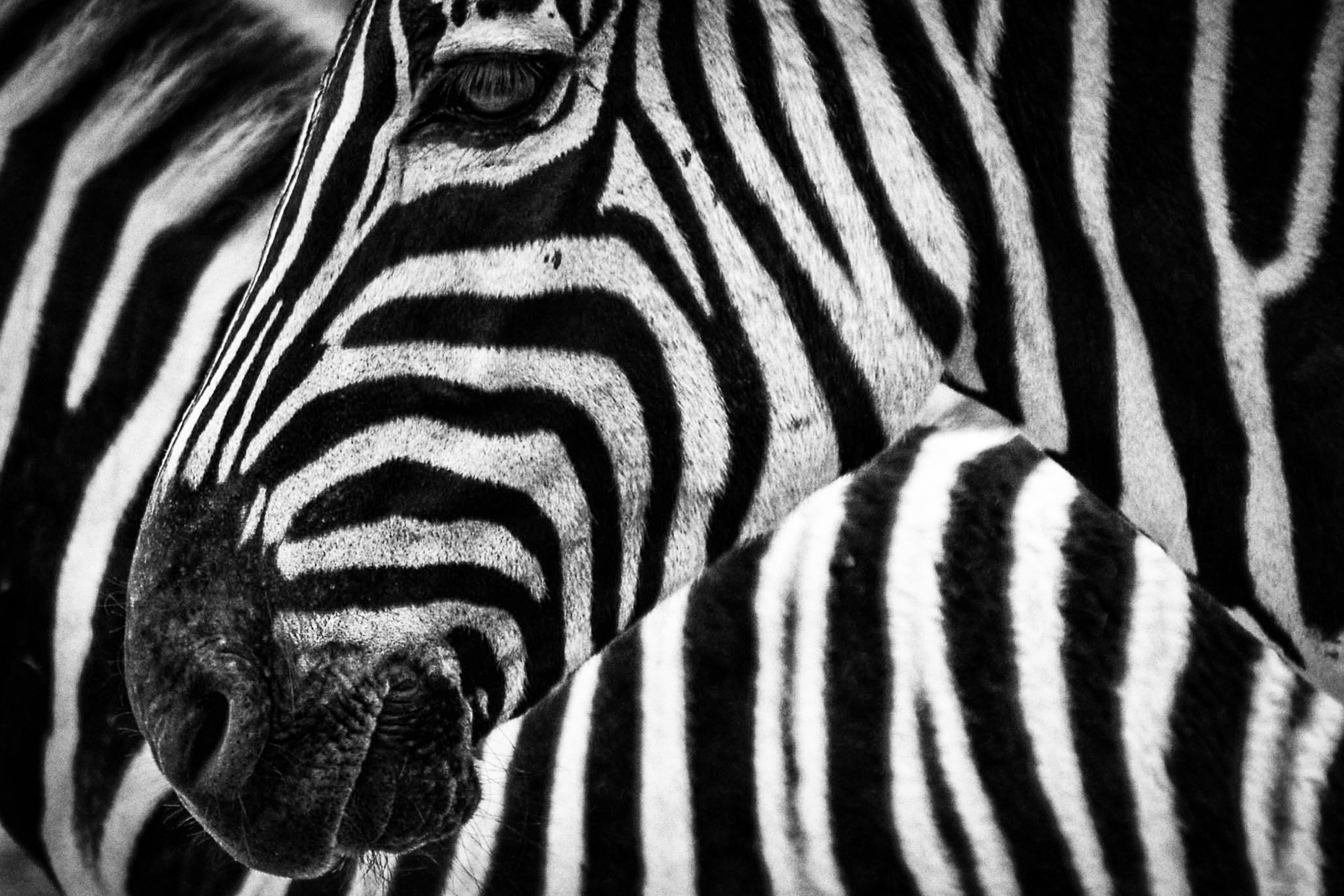 Zebra - 'A Dazzling Community' - 1min. of inspiration from God's creation