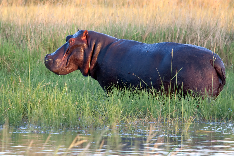 Hippo 'Path through the chaos' - 1min. of inspiration from God's creation 
