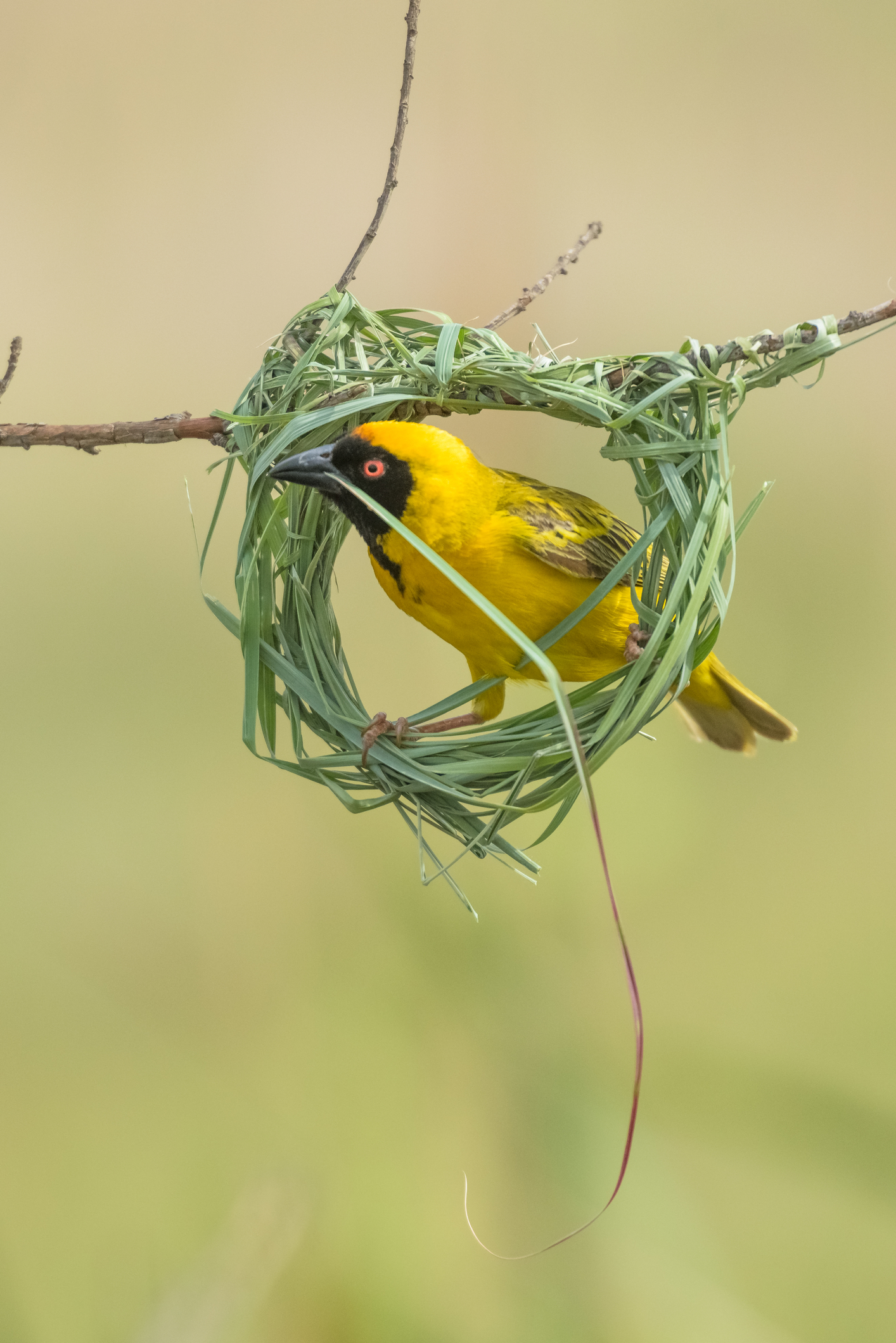 Weaver Birds 'Foundational Knot' - 1min. of inspiration from God's creation