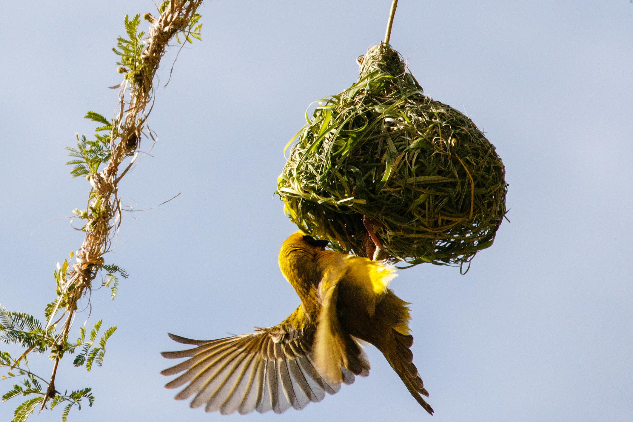 Weaver Birds 'Building a community' - 1min. of inspiration from God's creation