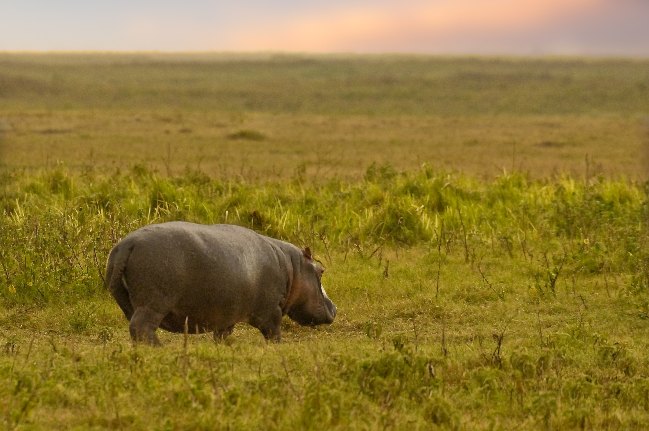 Hippo 'Surviving the Darkness' - 1min. of inspiration from God's creation