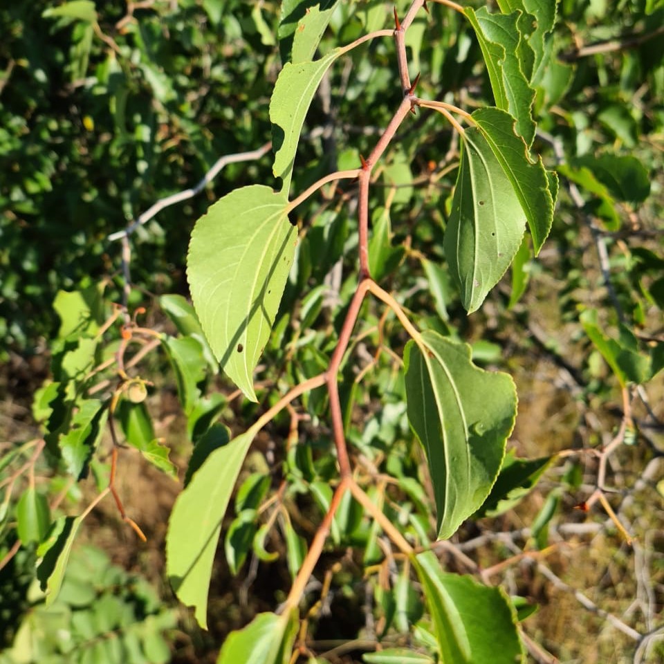 Tree of Life - 'Zig Zag Branch' - 1min. of inspiration from God's creation