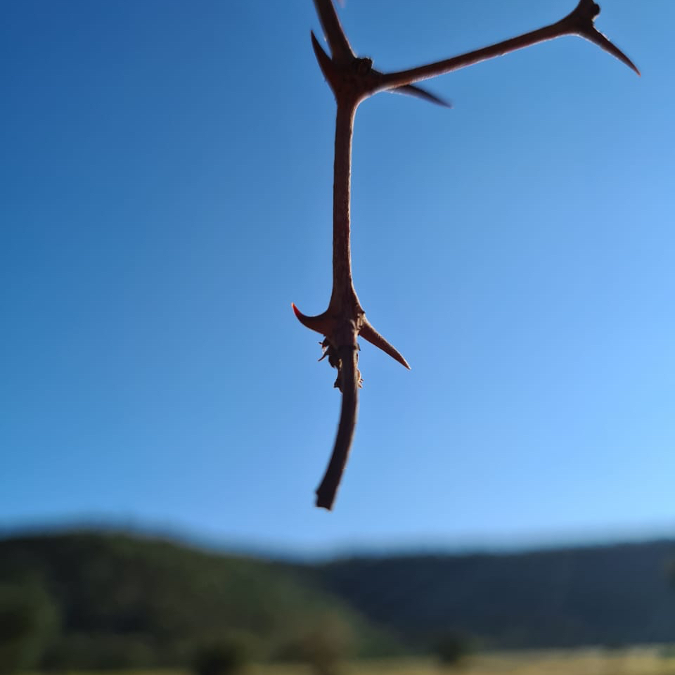Tree of Life - 'Straight Thorn of Salvation' - 1min. of inspiration from God's creation