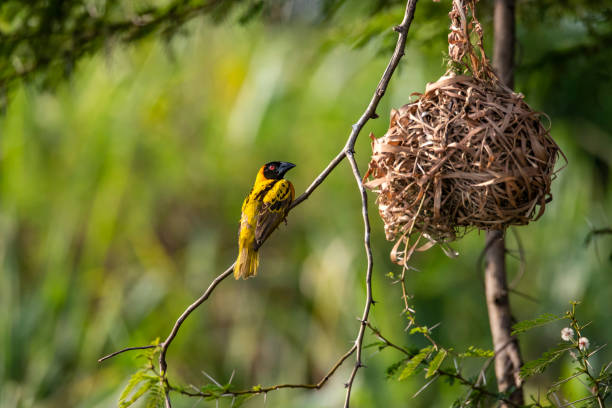Weaver Birds 'Stripping the branch' - 1min. of inspiration from God's creation