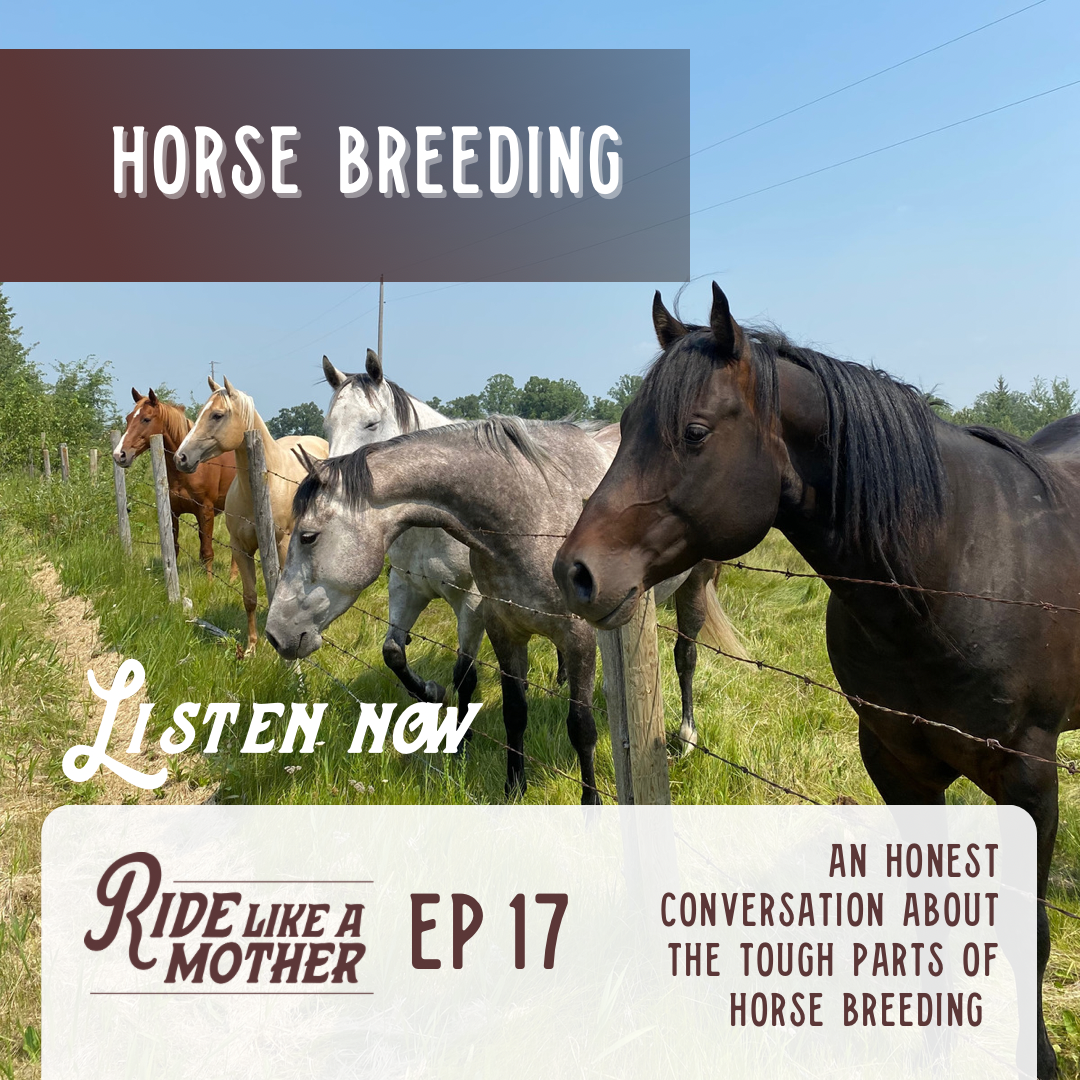 An Honest Conversation about the Hard Parts of Horse Breeding