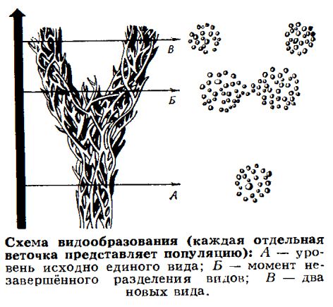 Глава 31. Концепция макроэволюции и её типы