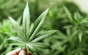 6 безумных мифов разрушенных легализацией марихуаны в Колорадо