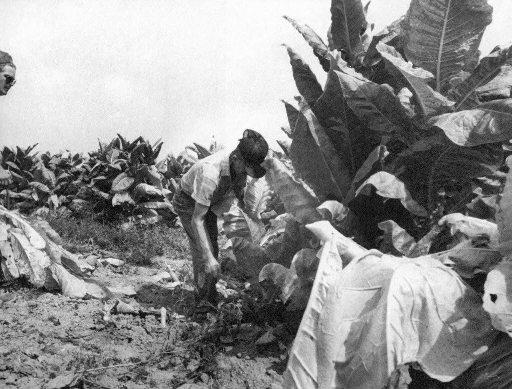 Сохранить свою ферму.