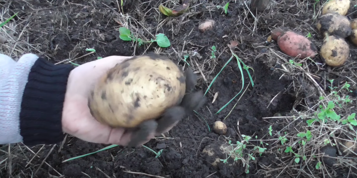 Посадка картоплі під соломою 
