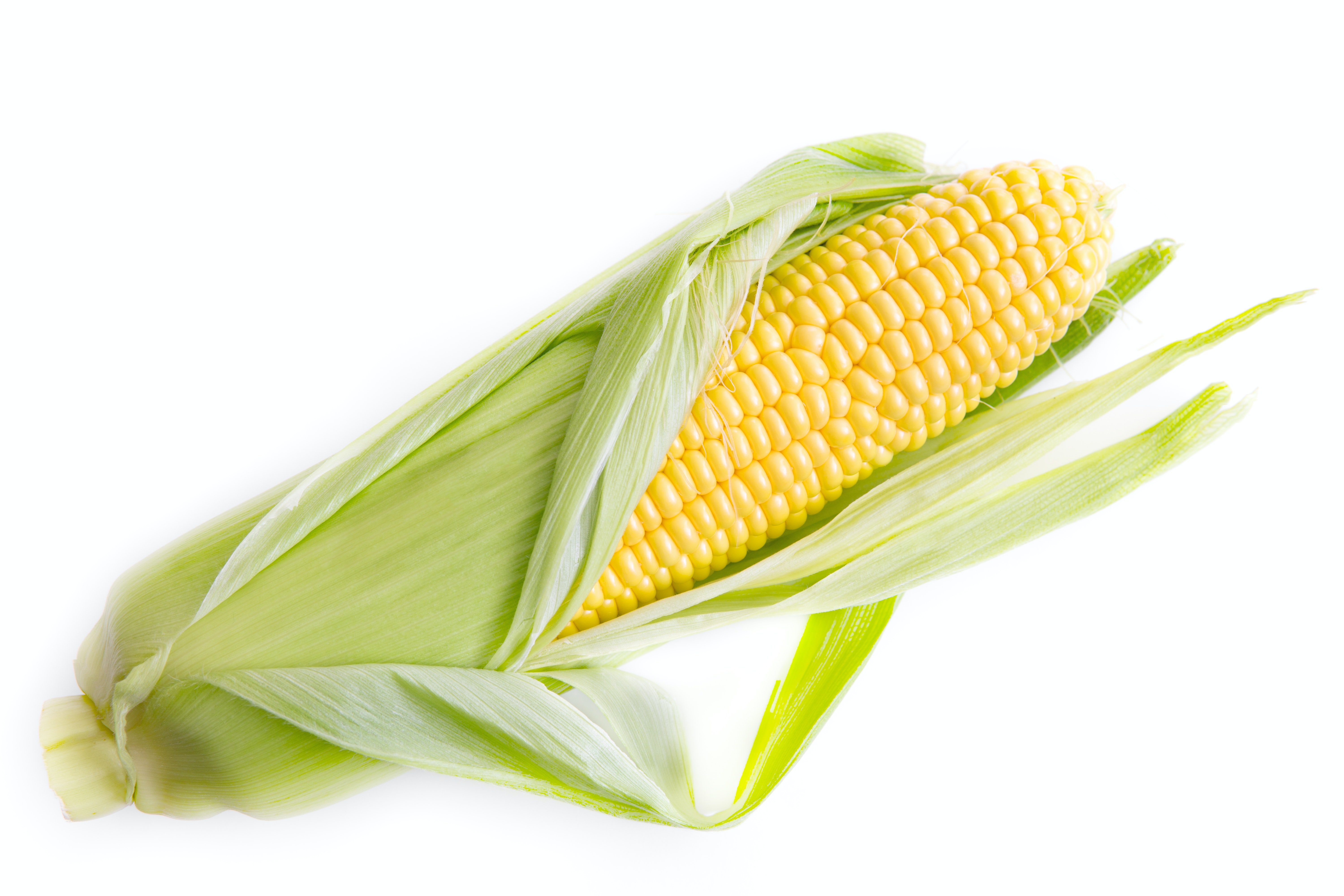 Найкращі сорти кукурудзи