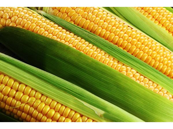 Як виростити ідеальний сорт кукурудзи
