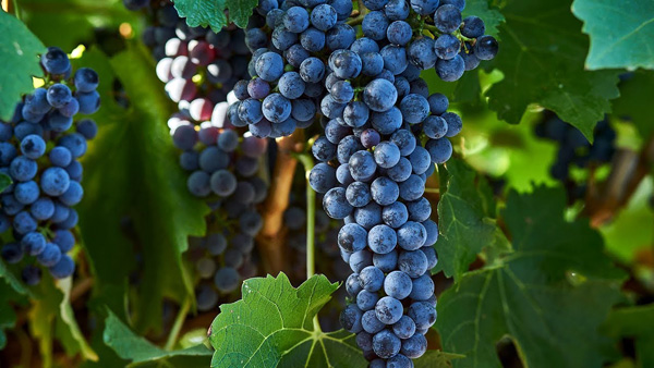 Винні сорти винограду