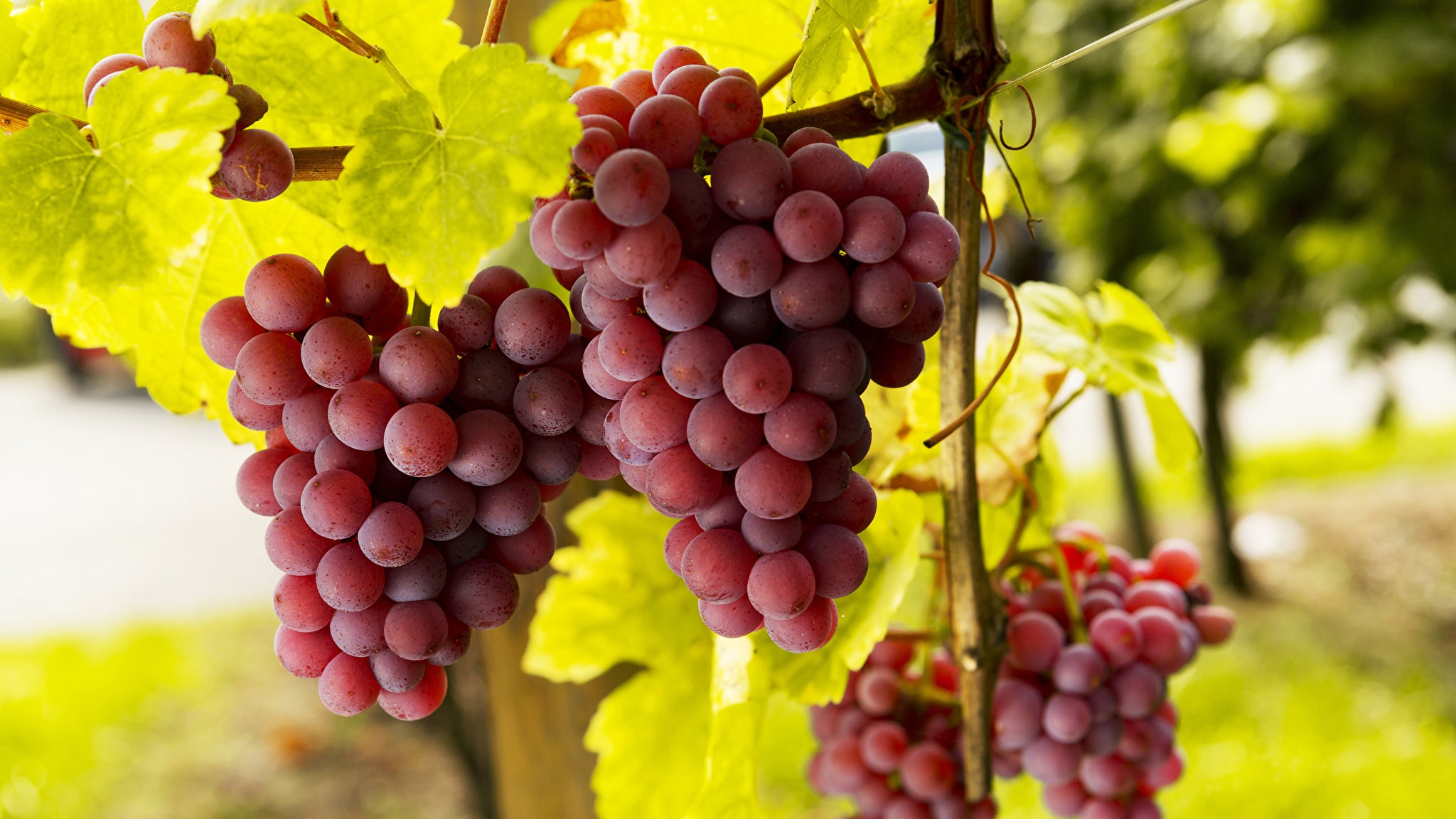 Виноград щеплений і кореневласний