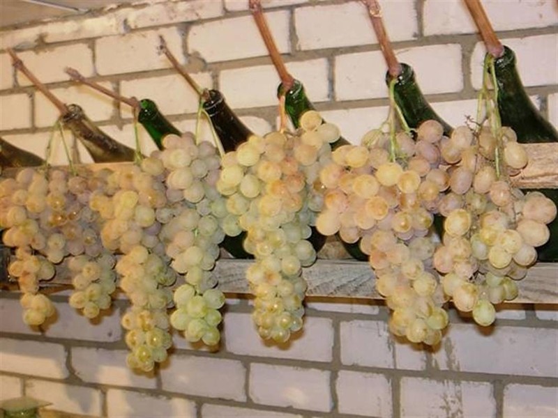 Як зберігати виноград на зиму 