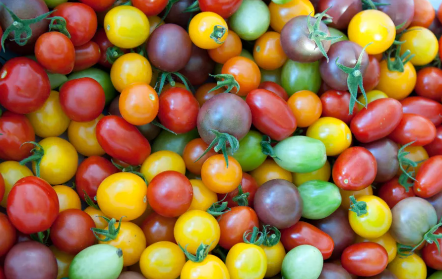 Користь кольорових томатів