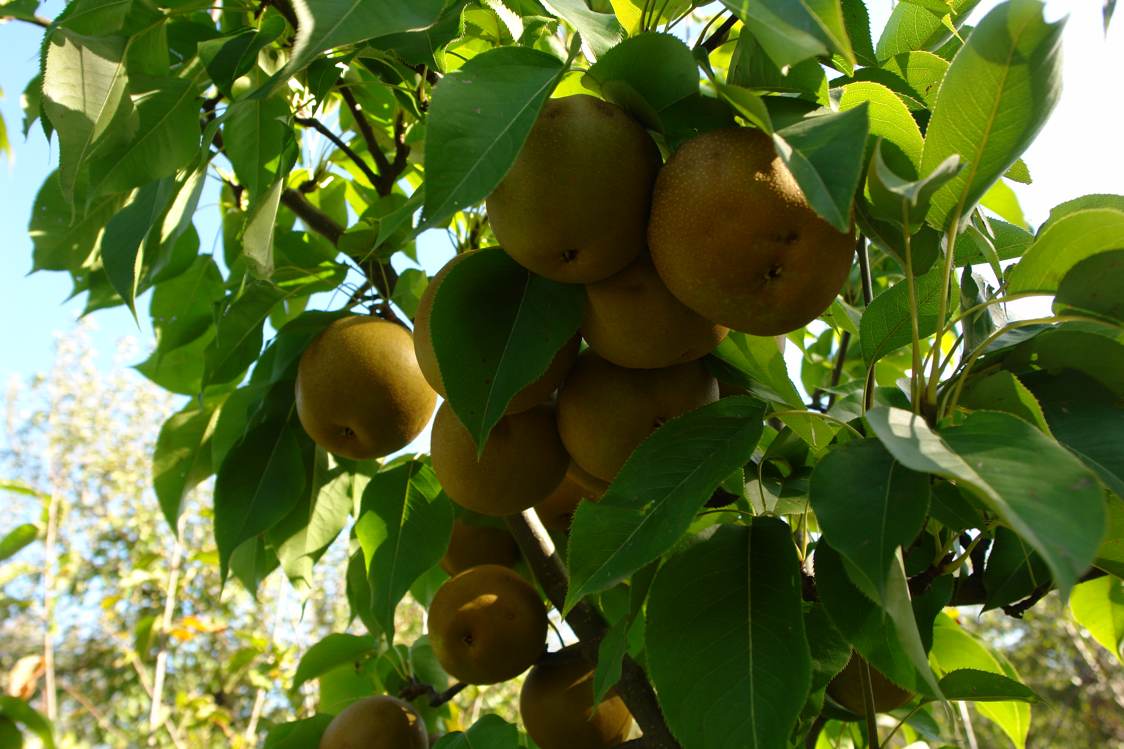 Азійські груші