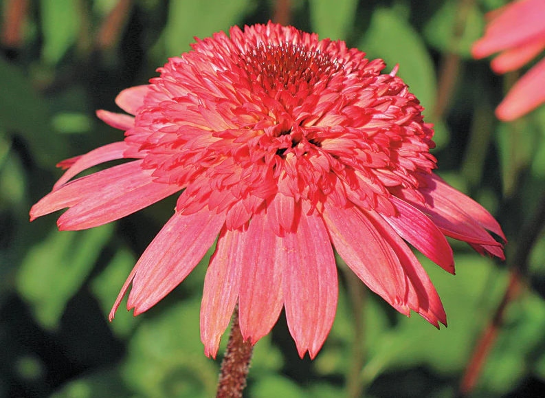 Сорти ехінацеї