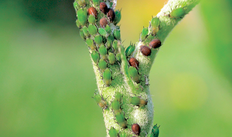 Як побороти шкідників