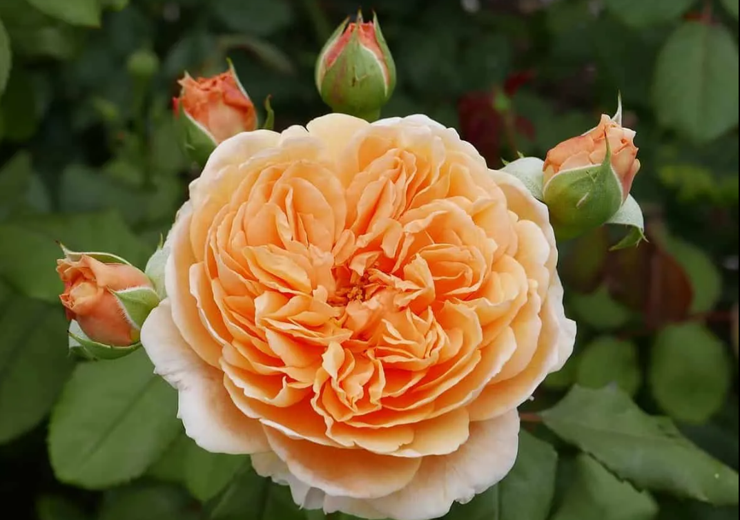 Сорти троянд