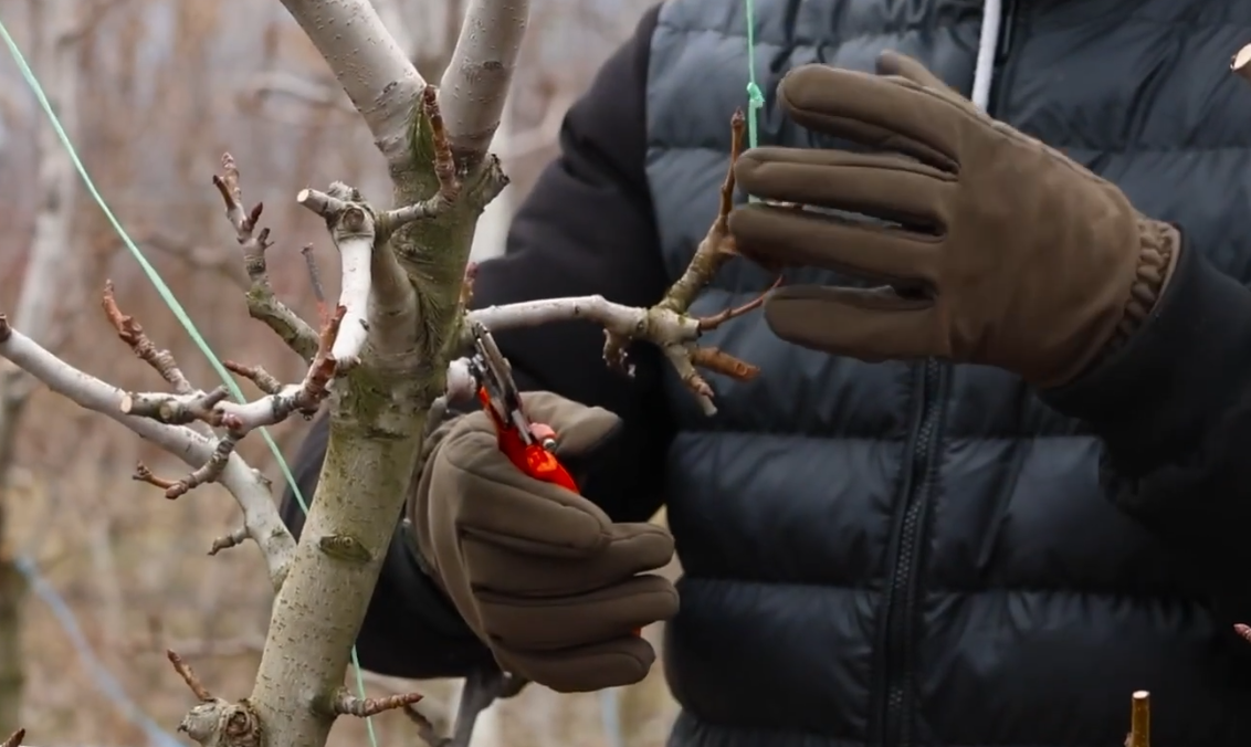 Обрізка груші